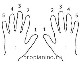 Нумерация пальцев у музыкантов