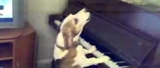 Собака поет и играет на пианино